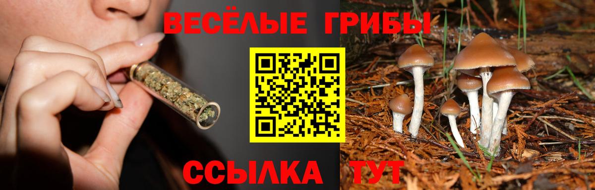 Псилоцибиновые грибы Cubensis  Вход с VPN  Ноябрьск 
